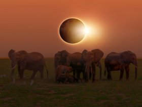 Eclipses and Animal Behavior