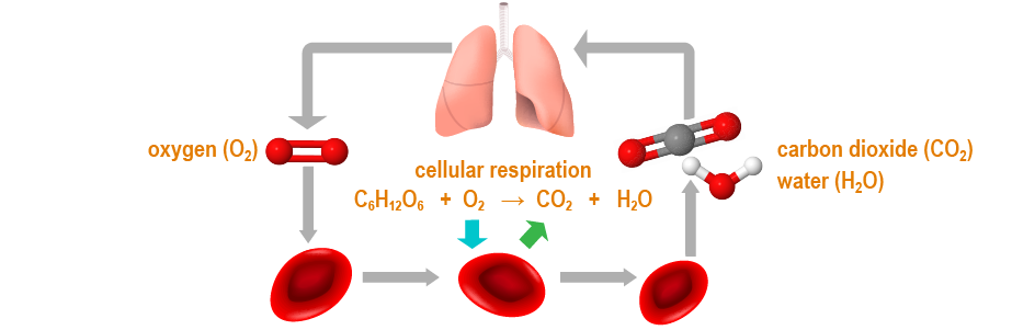 We exhale the products of cellular respiration.