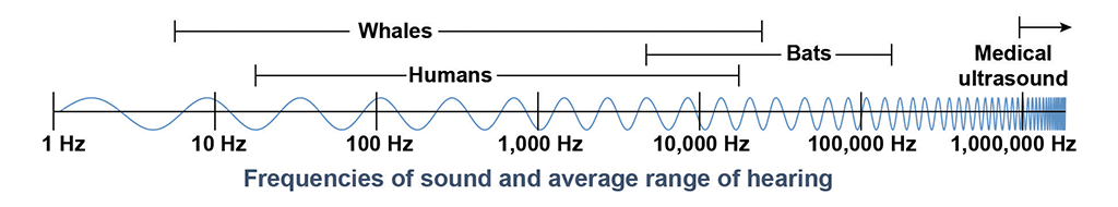 Frequencies of sound and average range of hearing